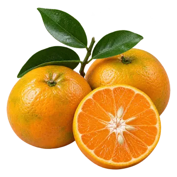 Buah jeruk