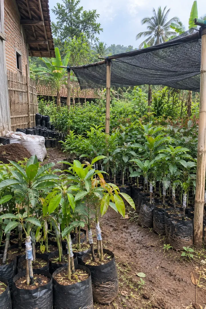 Bibit okulasi di tempat pembibitan petani