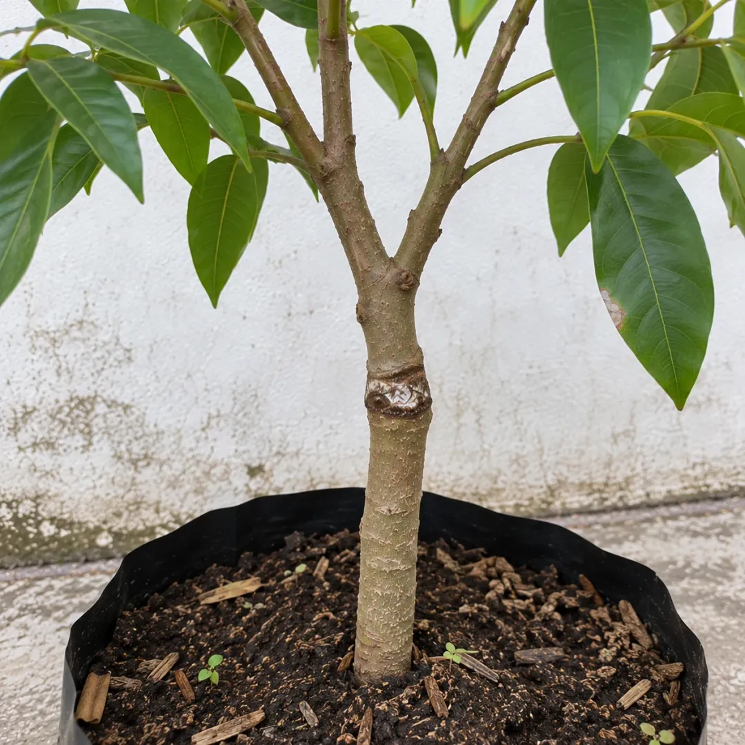 Sambungan batang kelengkeng dengan cabang dan anak daun lonjong