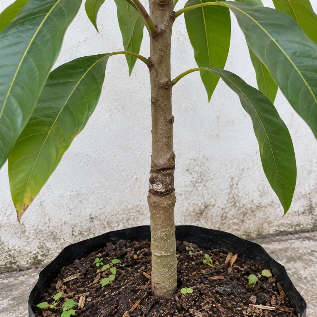 Sambungan batang mangga dan daun panjang